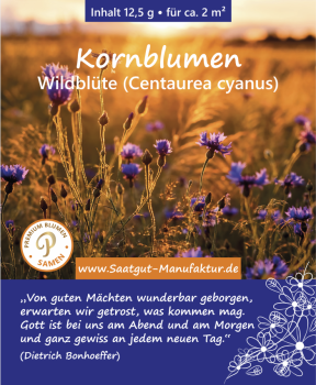 Kornblumen (Centaurea cyanus)